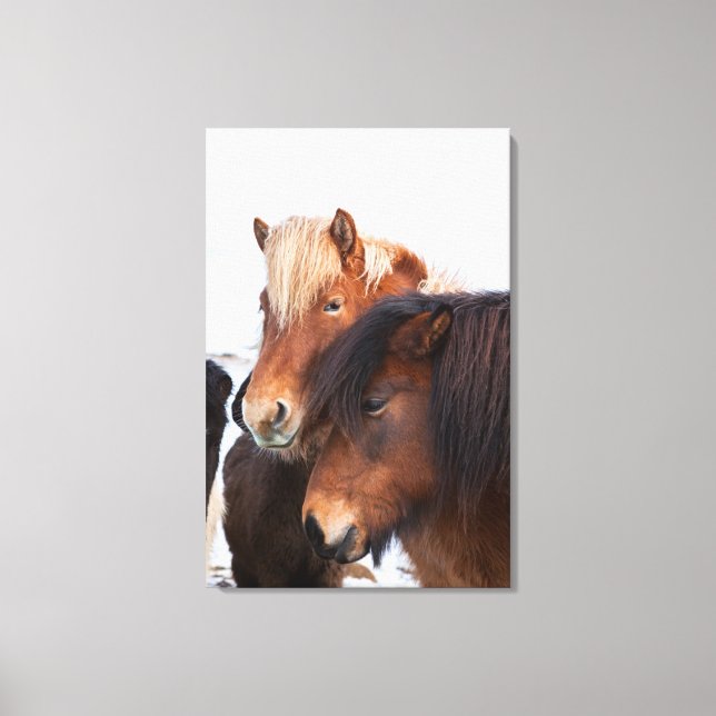 Icelandic Horse during winter on Iceland Leinwanddruck (Vorderseite)