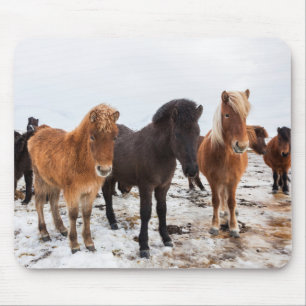 Icelandic Horse during winter on Iceland Mousepad
