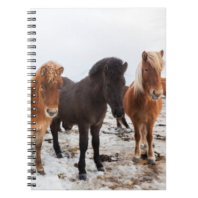 Icelandic Horse during winter on Iceland Notizblock (Vorderseite)