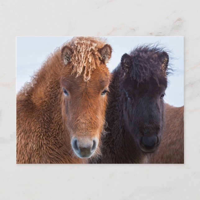Icelandic Horse during winter on Iceland Postkarte (Vorderseite)