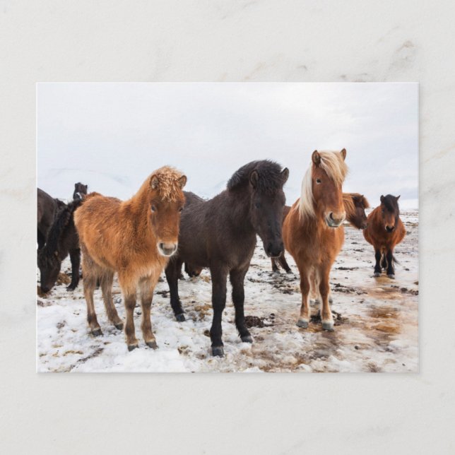 Icelandic Horse during winter on Iceland Postkarte (Vorderseite)