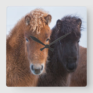 Icelandic Horse during winter on Iceland Quadratische Wanduhr