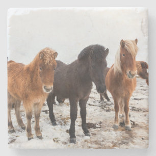 Icelandic Horse during winter on Iceland Steinuntersetzer