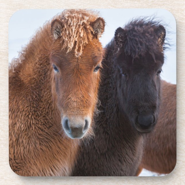 Icelandic Horse during winter on Iceland Untersetzer (Vorderseite)