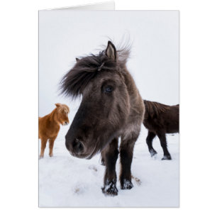 Icelandic Horse portrait