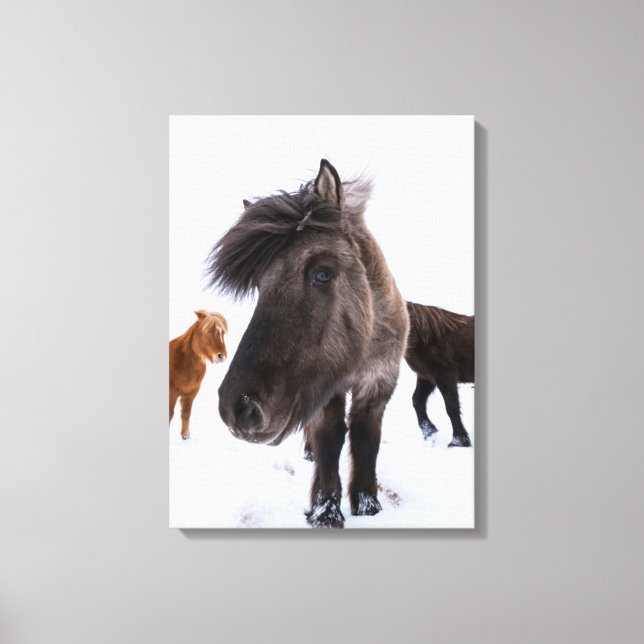 Icelandic Horse portrait Leinwanddruck (Vorderseite)
