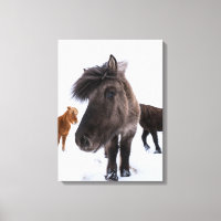 Icelandic Horse portrait