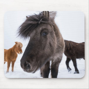 Icelandic Horse portrait Mousepad