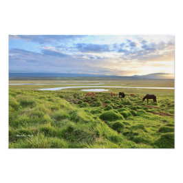 Icelandic horses; country scene fotodruck