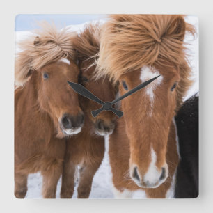Icelandic Horses nuzzle, Iceland Quadratische Wanduhr
