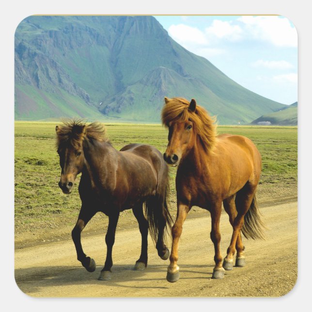 Icelandic Horses Quadratischer Aufkleber (Vorderseite)
