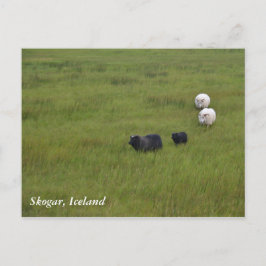 Icelandic Sheep Postkarte