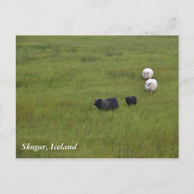 Icelandic Sheep Postkarte (Vorderseite)