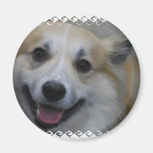 icelandic-sheepdog-2.jpg magnet