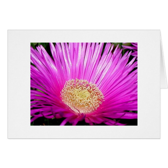 ‚Iceplant Blossom‘ (Vorderseite (Horizontal))