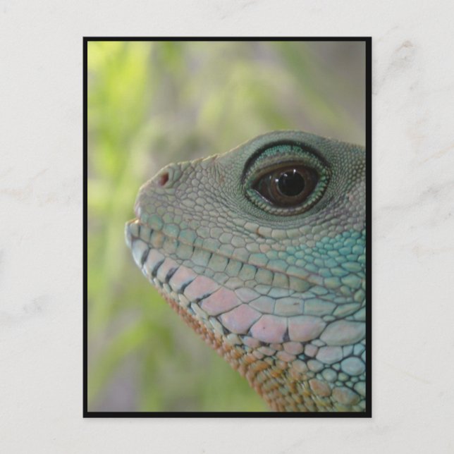 Ich beobachte dich - Postkarte (Vorderseite)