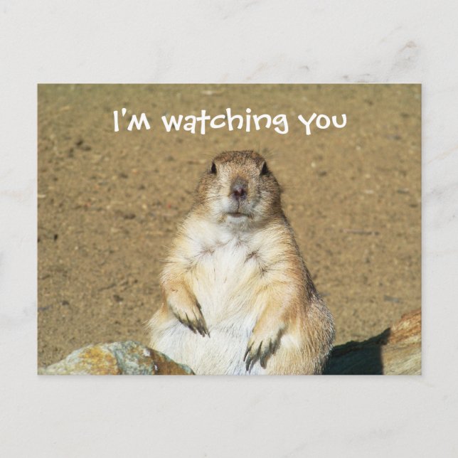 "Ich beobachte dich" Prairie Dog Postcard Postkarte (Vorderseite)