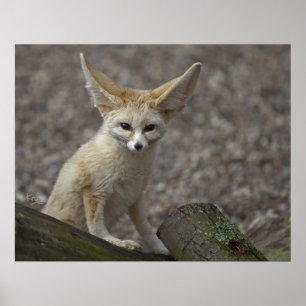 Ich bin alle Ohren drucken Poster