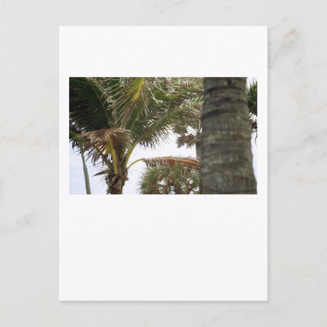 Ich bin auf Island Time! Postkarte (Vorderseite)
