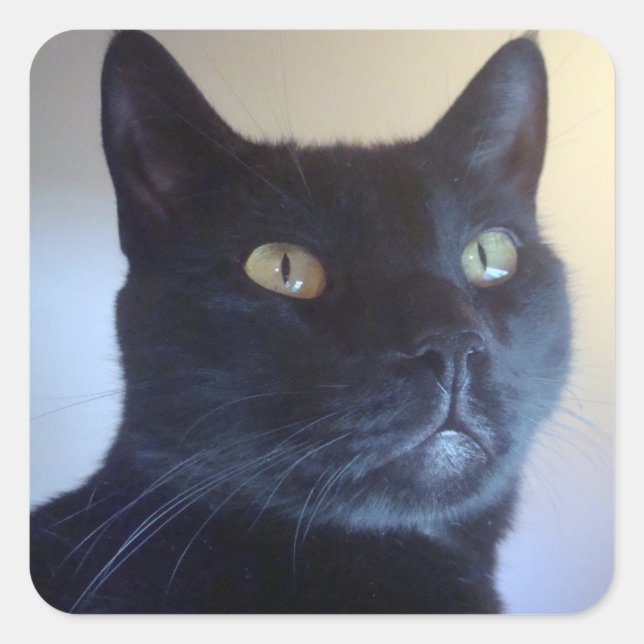 Ich bin Cat Sticker (Vorderseite)