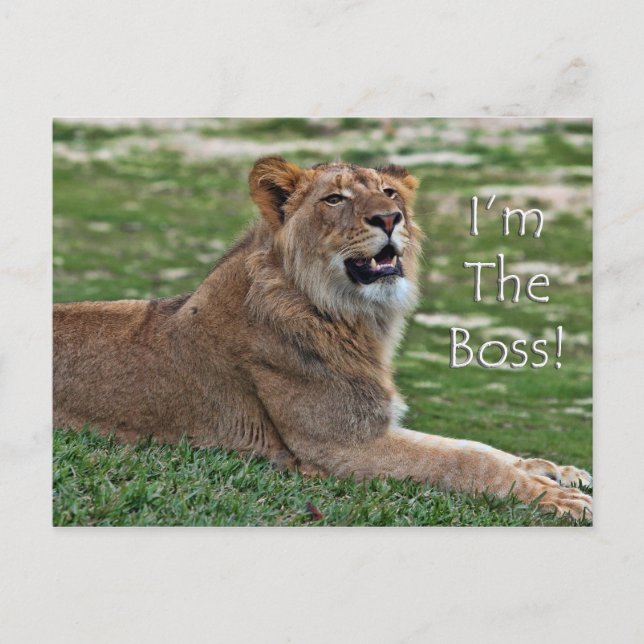 Ich bin die Boss Lion Postkarte (Vorderseite)