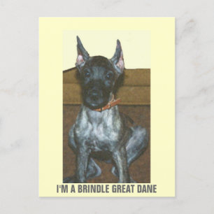 ICH BIN EIN BRINDLE GROSSER DANE POSTKARTE