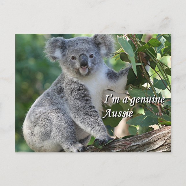 Ich bin ein echter Aussie: niedliche, kuschelige a Postkarte (Vorderseite)