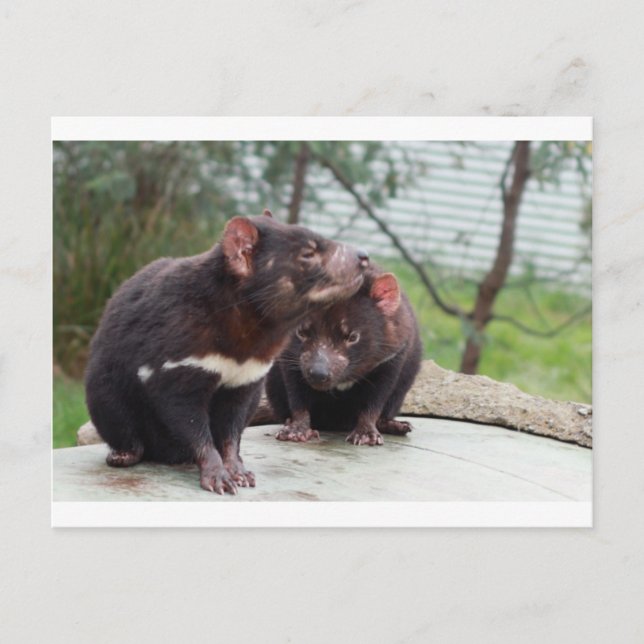 Ich bin ein kleiner Teufel Postkarte (Vorderseite)