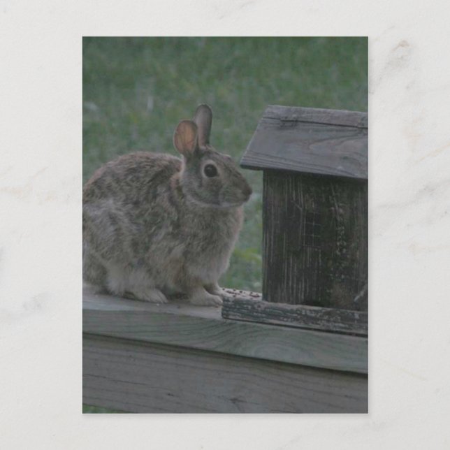 Ich bin eine Birdie Postkarte (Vorderseite)