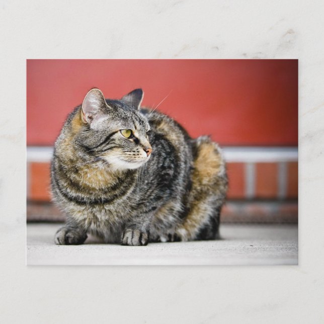 Ich bin eine Katze! Postkarte (Vorderseite)