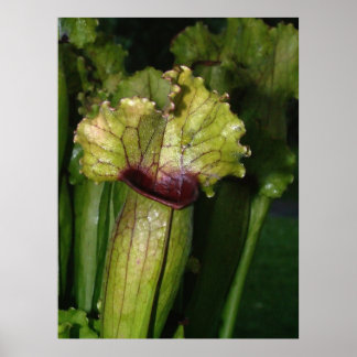 Ich bin Fleischfresser! Poster