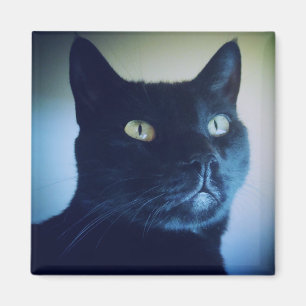 Ich bin Katzen-Magnet Magnet