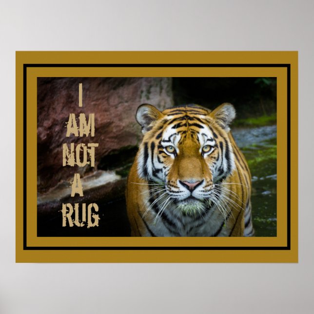 Ich bin kein Bengalischer Tiger. Poster (Vorne)