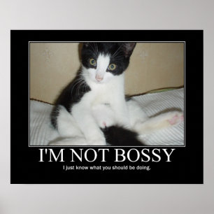 Ich bin kein Bossy Cat Artwork Poster