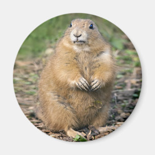 Ich bin nicht fett, ich bin Cuddylle Magnet