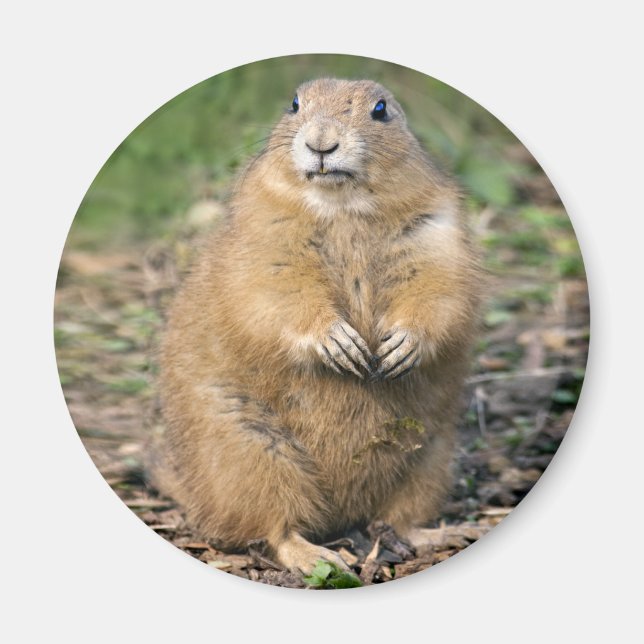 Ich bin nicht fett, ich bin Cuddylle Magnet (Vorne)