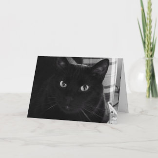 Ich bin schockiert Black Cat Birthday Card Karte