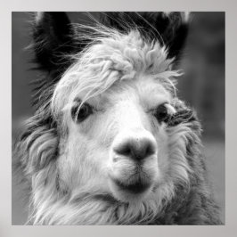 Ich bin schön poster