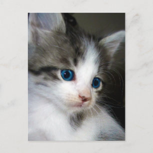 ICH BIN VOM KOPF BIS NACH TOP NIEDLICH POSTKARTE