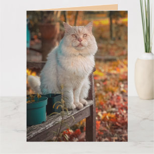 ICH DANKE GOTT FÜR JEDE ERINNERUNG AN SIE KATZE KA KARTE