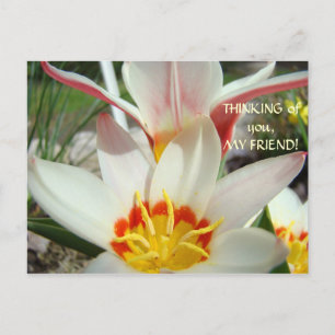 ICH DENKE AN DICH, MEIN FREUND! Postkarte Tulpenbl