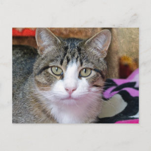 Ich denke an Katze Postkarte