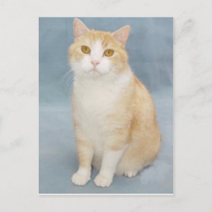 Ich gebe auf postkarte