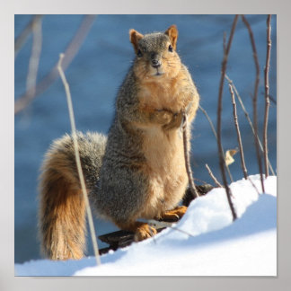 Ich habe anscheinend meine Nüsse verloren! Poster