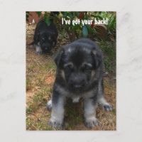 Ich habe dir den Rücken got! Deutsche Schäferpuppy
