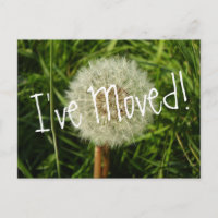 Ich habe eine Postkarte mit Dandelion-Foto verscho