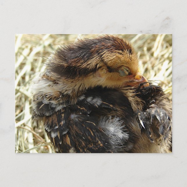 Ich habe einen Jucken Got Postkarte (Vorderseite)