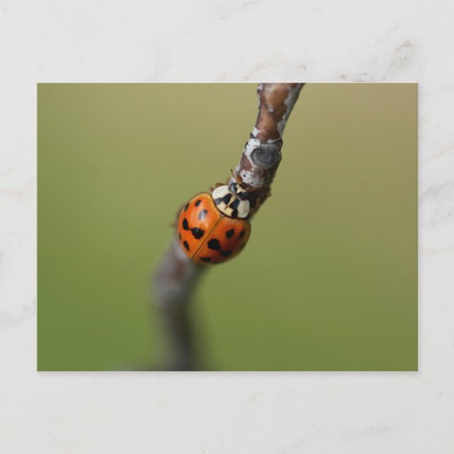 Ich habe es verloren postkarte (Vorderseite)