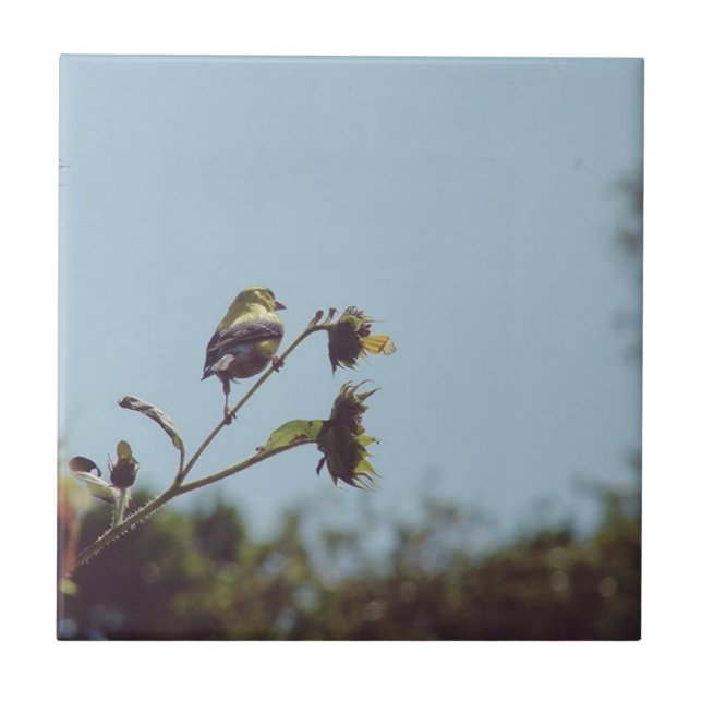 Ich habe kleine Besucher. #bird #nature #willife Fliese (Vorderseite)