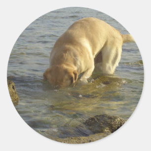 Ich hasse Montage - Labrador mit Kopf unter Wasser Runder Aufkleber